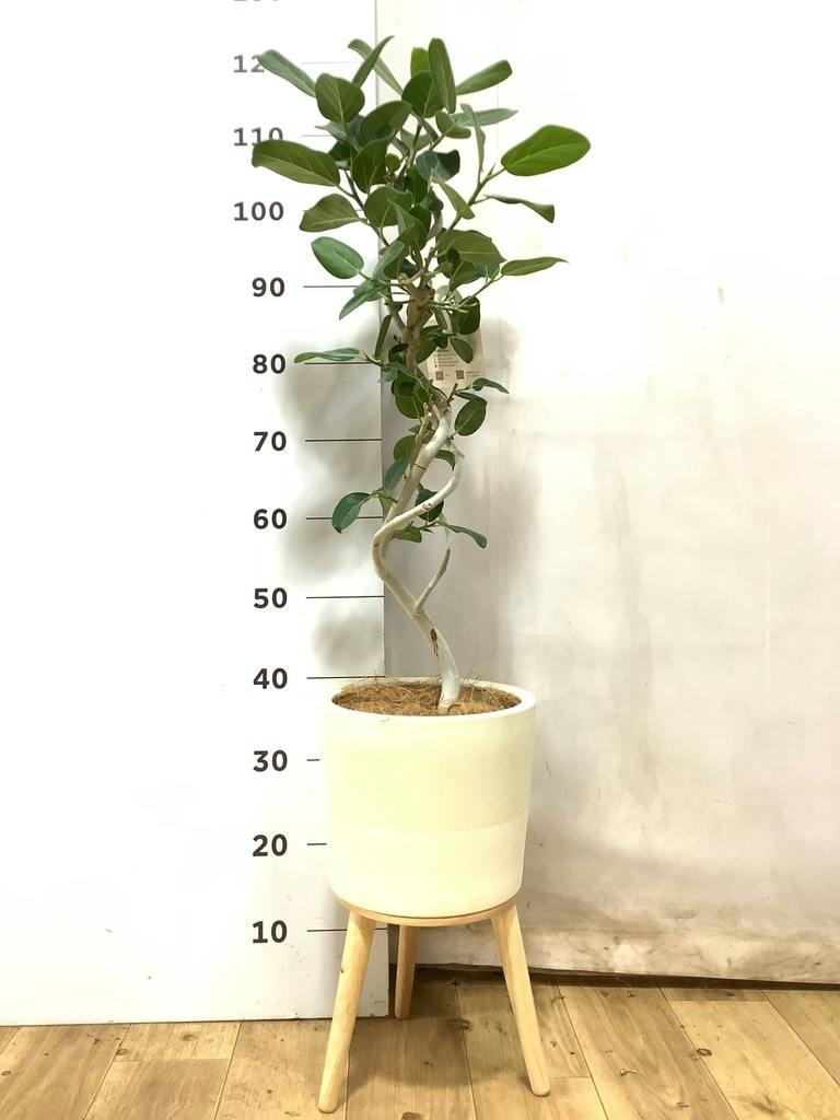 フィカス ベンガレンシス 5号 | 観葉植物通販 HitoHana（ひとはな）