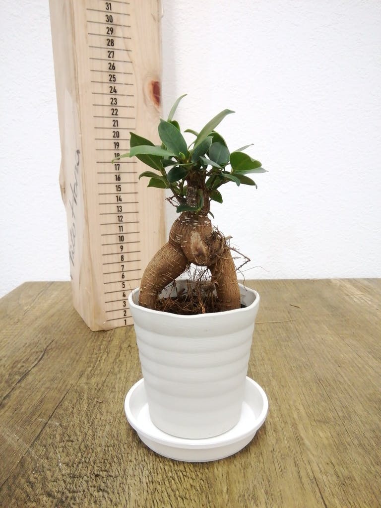 観葉植物 ガジュマル 3号 プラスチック鉢 | 観葉植物ならHitoHana(ひと