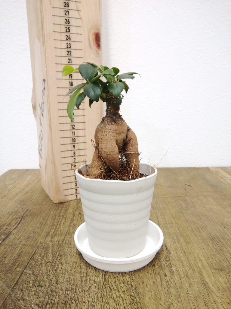 観葉植物 ガジュマル 3号 プラスチック鉢 | 観葉植物ならHitoHana(ひと