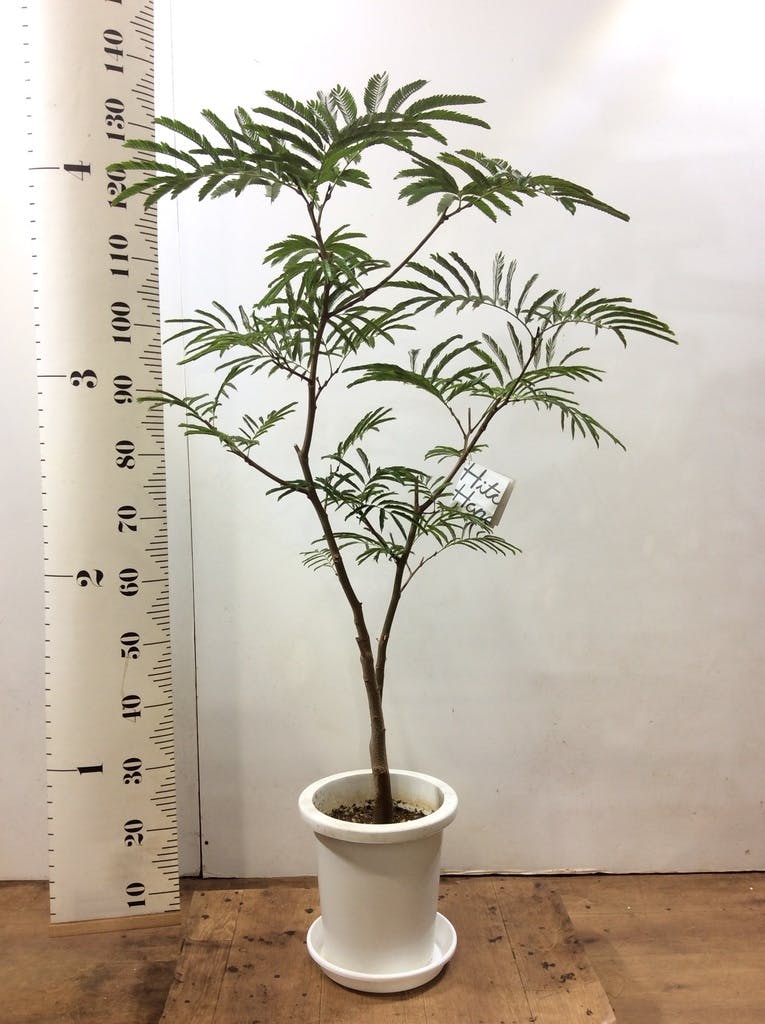 観葉植物 エバーフレッシュ 8号 ボサ造り プラスチック鉢 | 観葉