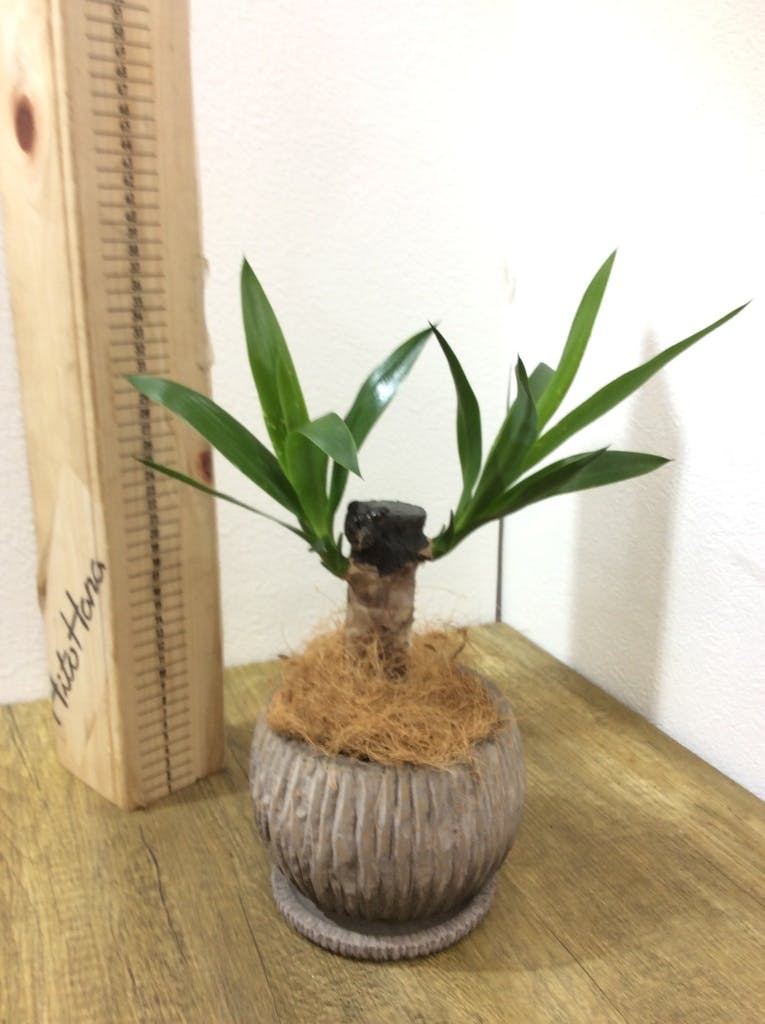 観葉植物 ユッカ 4号 ノーマル プラスチック鉢 | 観葉植物ならHitoHana