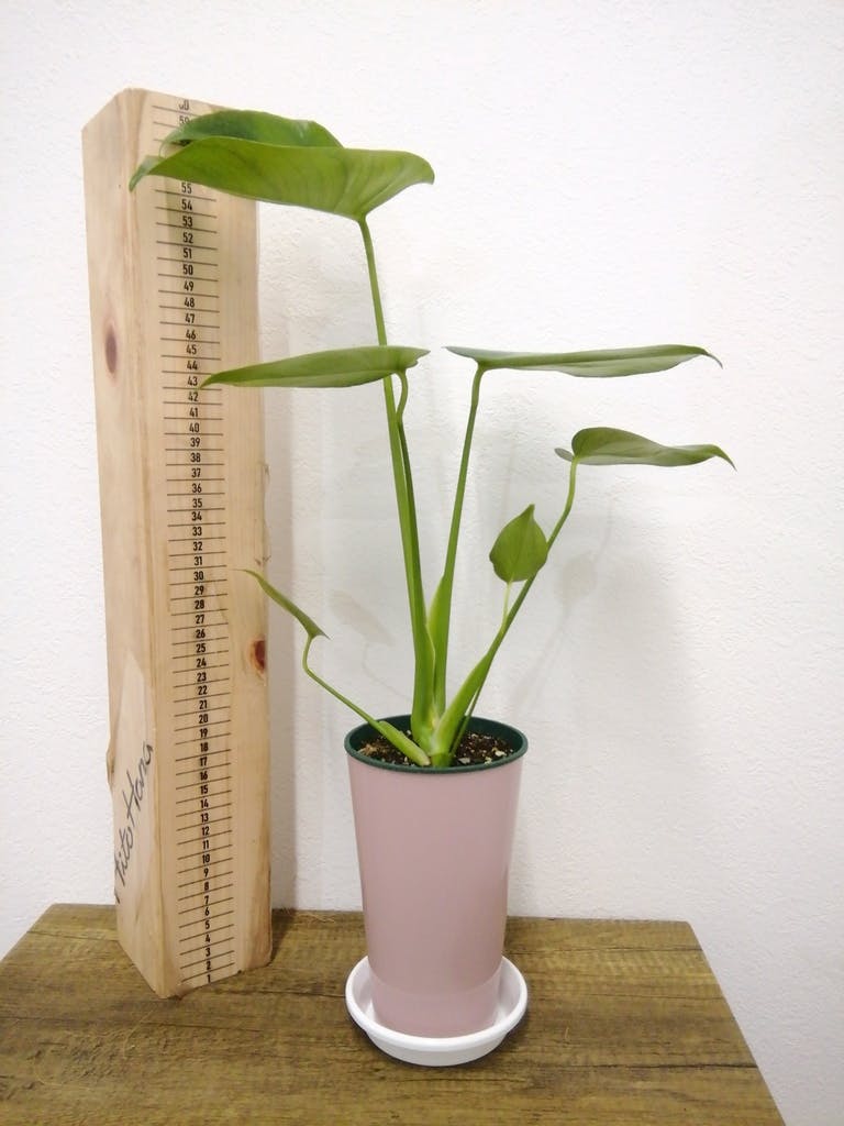 観葉植物 モンステラ 4号 ボサ造り プラスチック鉢 | 観葉植物なら