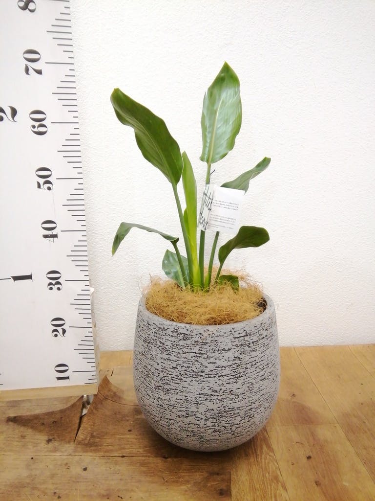 観葉植物 ストレリチア (ストレチア) レギネ 6号 プラスチック鉢