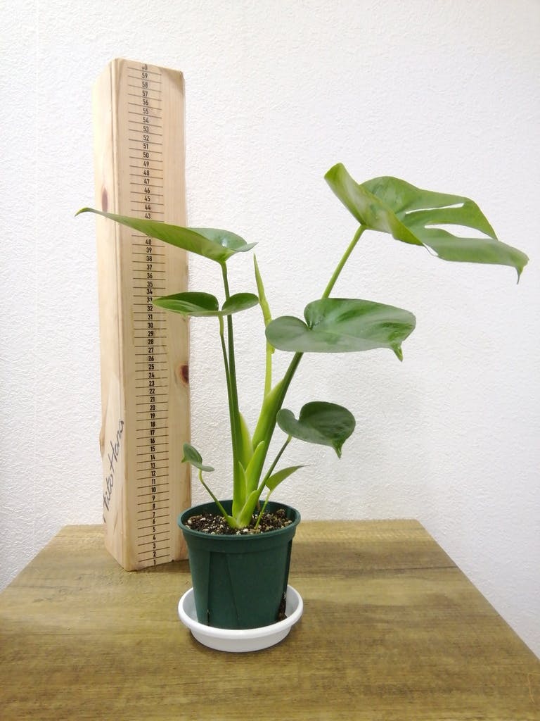 観葉植物 モンステラ 4号 ボサ造り プラスチック鉢 | 観葉植物なら