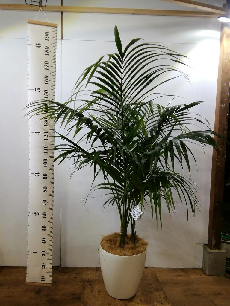 観葉植物 ケンチャヤシ 10号 プラスチック鉢 | 観葉植物ならHitoHana