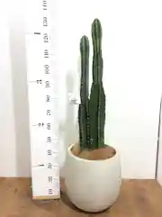 柱サボテン 観葉植物通販hitohana ひとはな