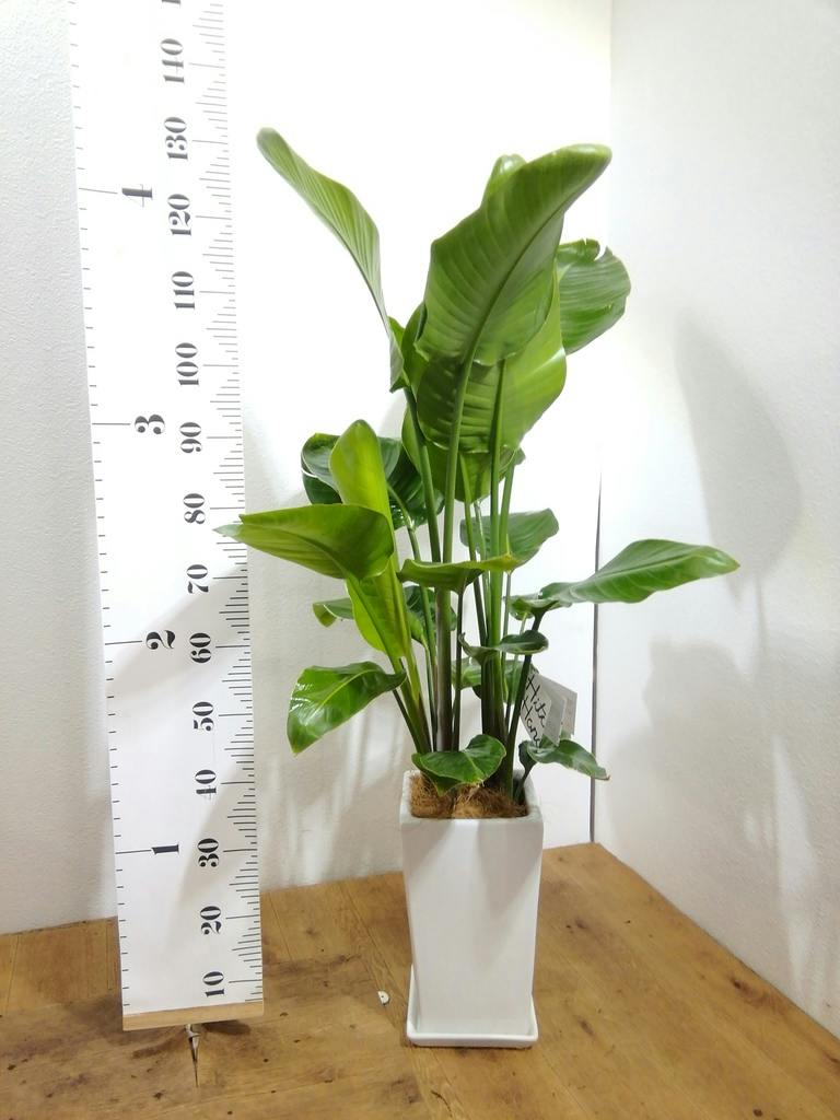 観葉植物 オーガスタ 8号 角高陶器 | 観葉植物ならHitoHana(ひとはな)