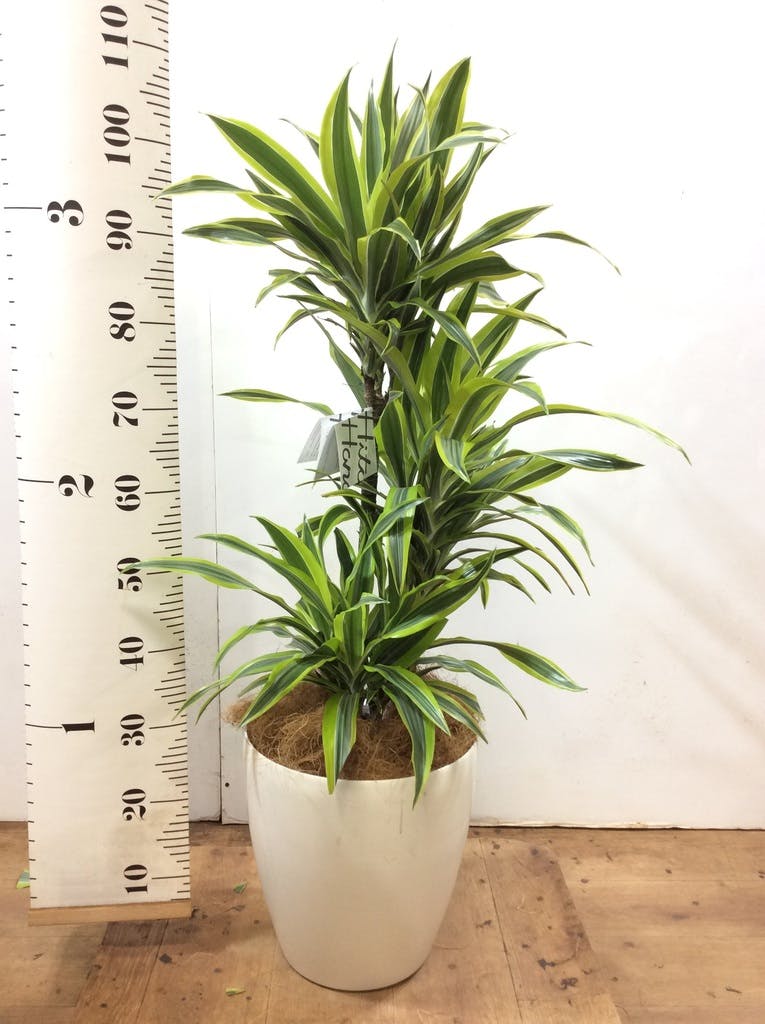 観葉植物 ドラセナ ワーネッキー レモンライム 8号 プラスチック鉢