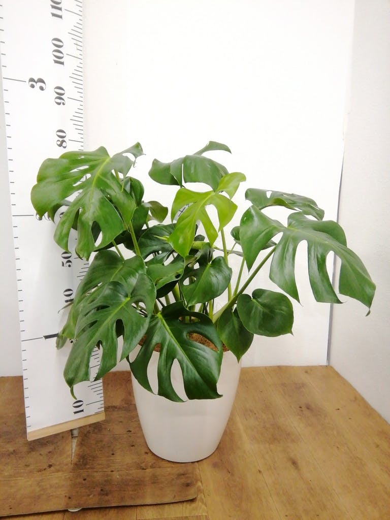 観葉植物 モンステラ 8号 ボサ造り ラスターポット 付き | 観葉