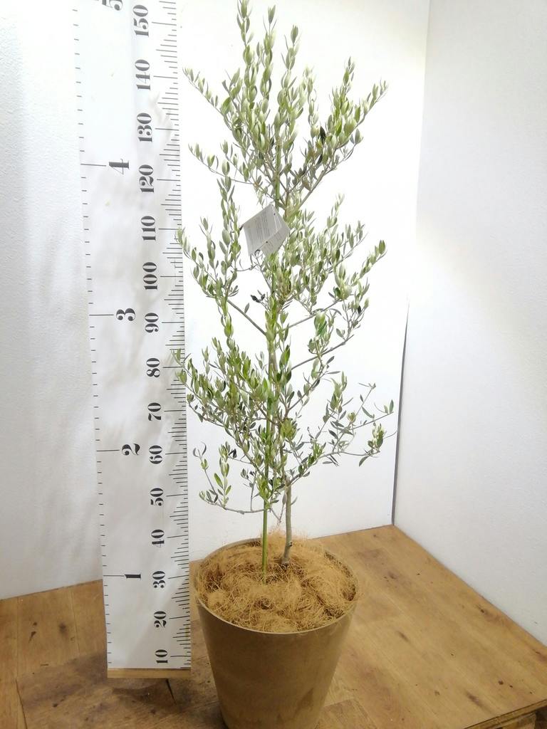 オリーブの木カヨンヌ常緑樹 黒色鉢オリーブそこそこ木太め状態良い高さ70センチ 観葉植物 オリーブの木 8号 カヨンヌ プラスチック鉢 / 小倉園 | 観葉