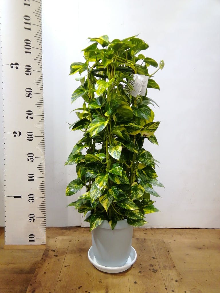 観葉植物 ポトス 8号 ラッシュバスケット Natural 付き | 観葉植物なら