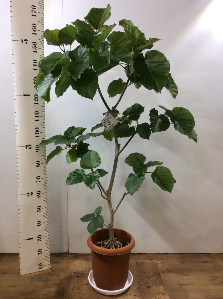 ◼️フィカスウンベラータ◼️大型170センチ　10号鉢　観葉植物 楽天市場】観葉植物 大型 ウンベラータ 10号 法人様送料無料