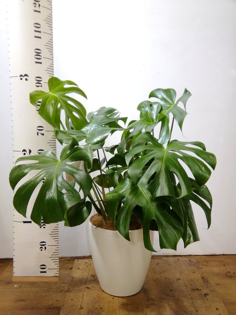 観葉植物 モンステラ 8号 ボサ造り ラスターポット 付き | 観葉