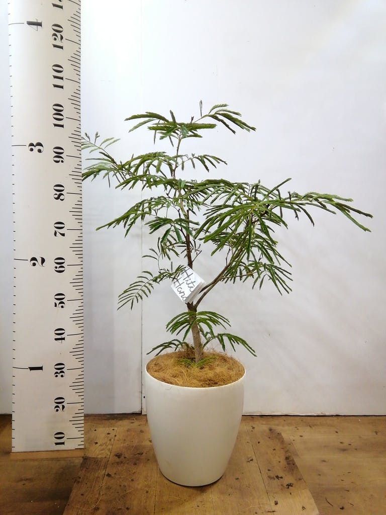 観葉植物 エバーフレッシュ 8号 ボサ造り ラスターポット 付き | 観葉