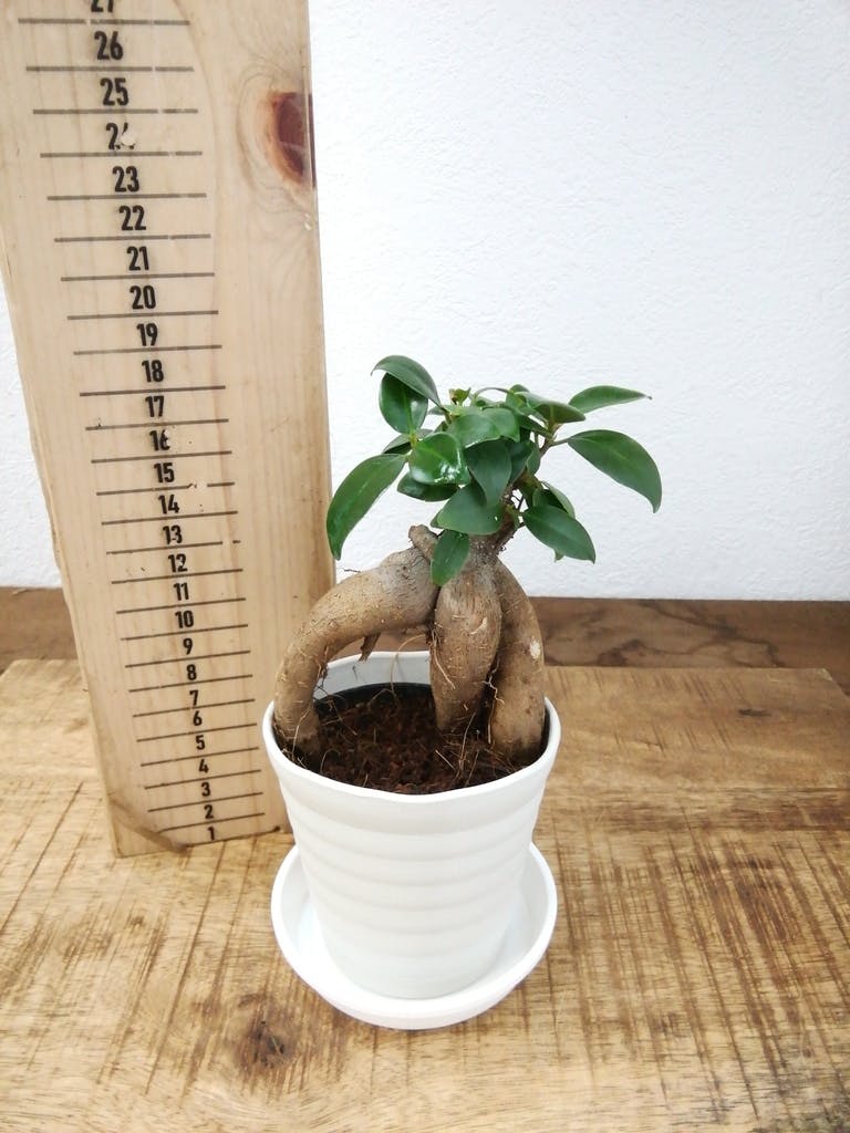 観葉植物 ガジュマル 3号 プラスチック鉢 | 観葉植物ならHitoHana(ひと