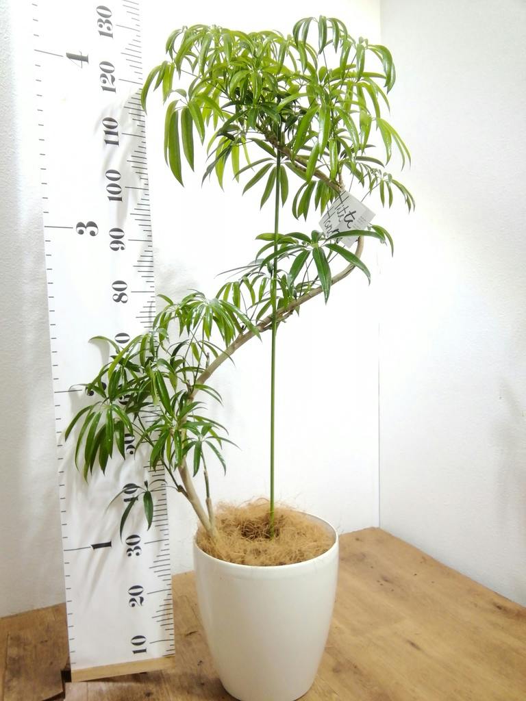 観葉植物 シェフレラ アンガスティフォリア 8号 曲り プラスチック鉢