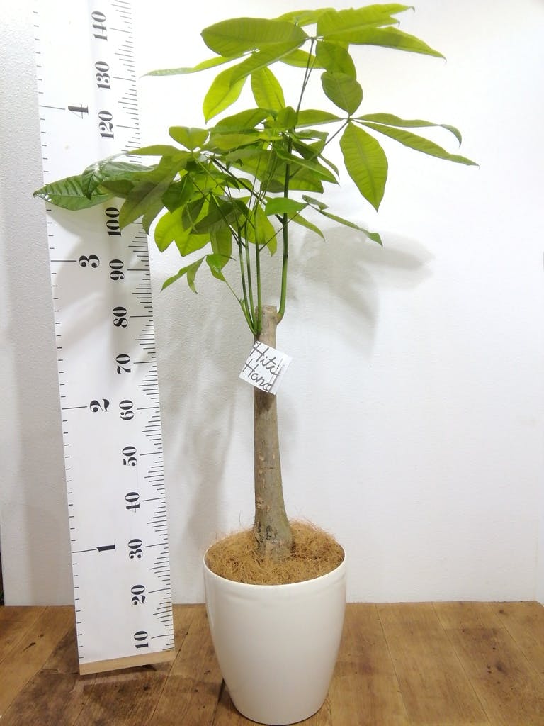 観葉植物 パキラ 8号 朴 プラスチック鉢 | 観葉植物ならHitoHana(ひとはな)