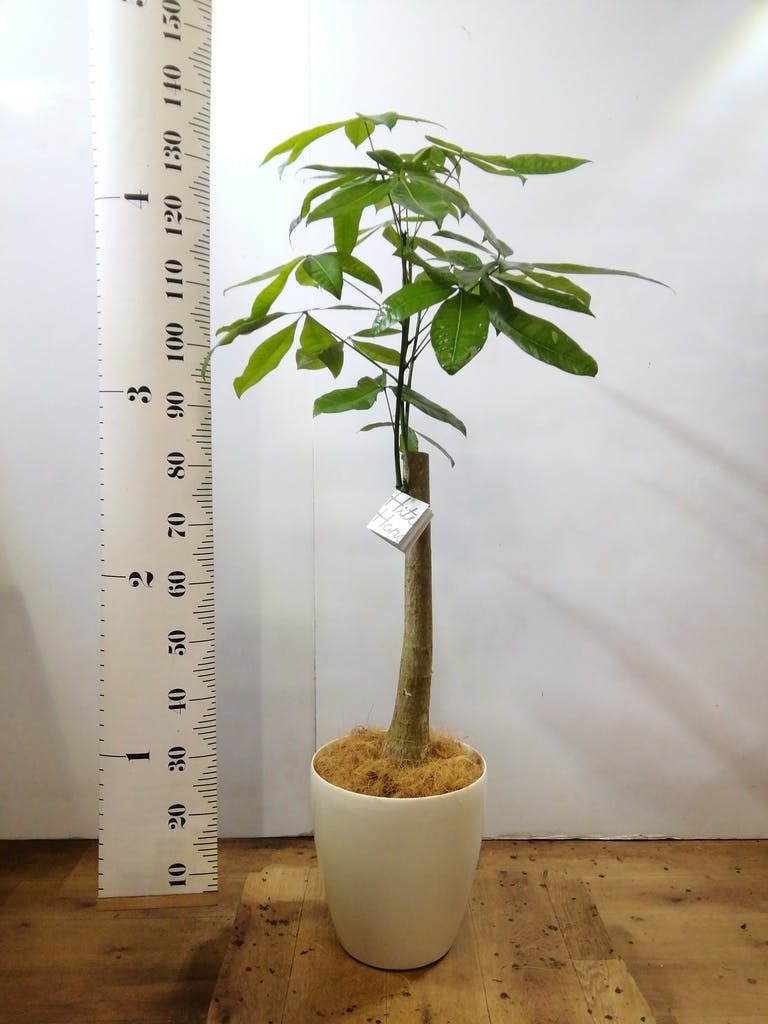 観葉植物 パキラ 8号 朴 プラスチック鉢 | 観葉植物ならHitoHana(ひとはな)