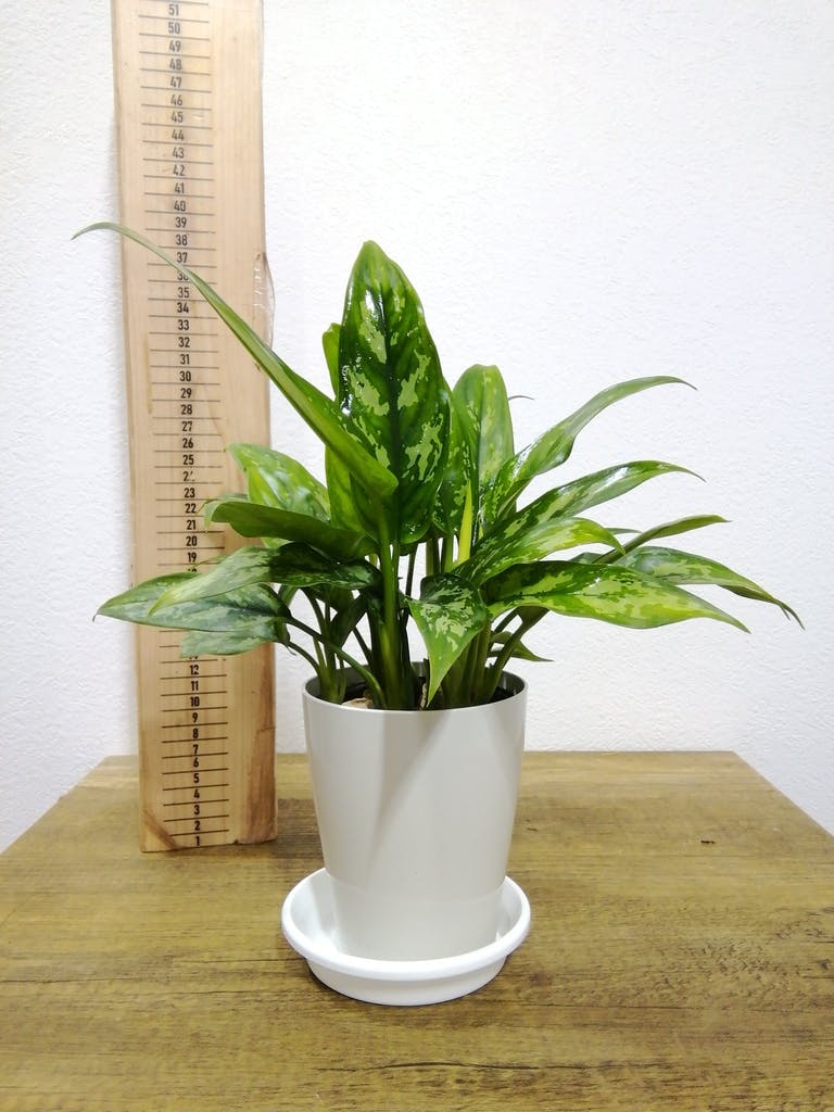 観葉植物 アグラオネマ 4号 プラスチック鉢 | 観葉植物なら