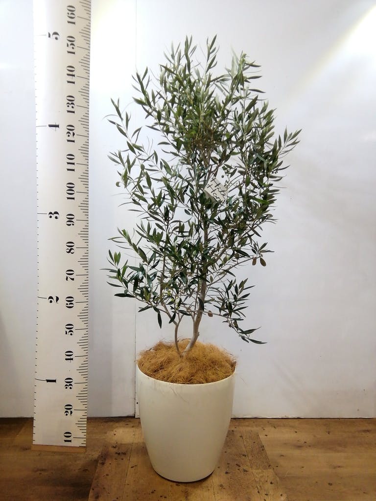 観葉植物 オリーブ 10号 チプレッシーノ ラスターポット 付き | 観葉