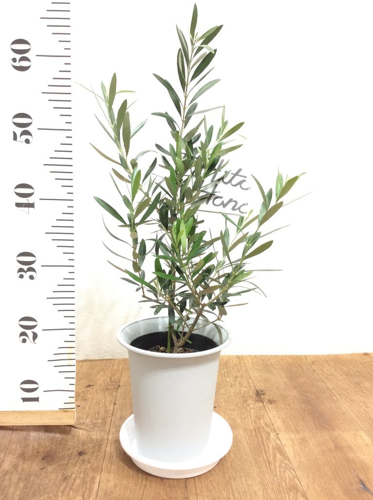 観葉植物 オリーブ 6号 チプレッシーノ プラスチック鉢 | 観葉植物なら