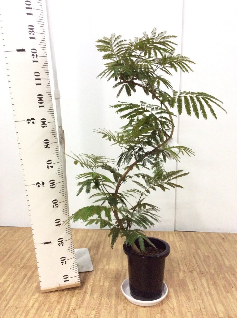 観葉植物 エバーフレッシュ 8号 曲り プラスチック鉢 | 観葉植物なら