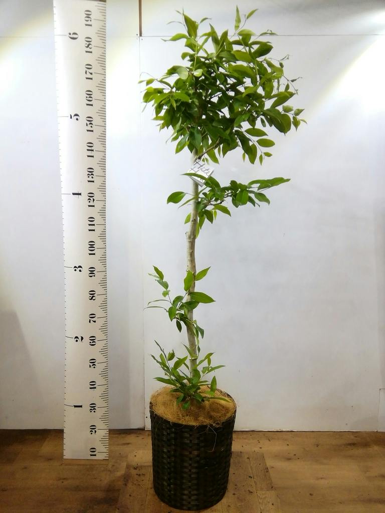 観葉植物 アマゾンオリーブ (ムラサキフトモモ) 10号 エコストーン