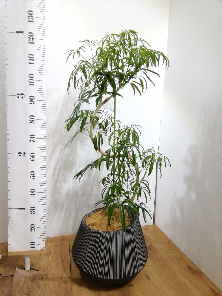 観葉植物 シェフレラ アンガスティフォリア 8号 曲り エディラウンド