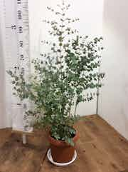 観葉植物 ユーカリ 8号 グニー プラスチック鉢 観葉植物ならhitohana ひとはな