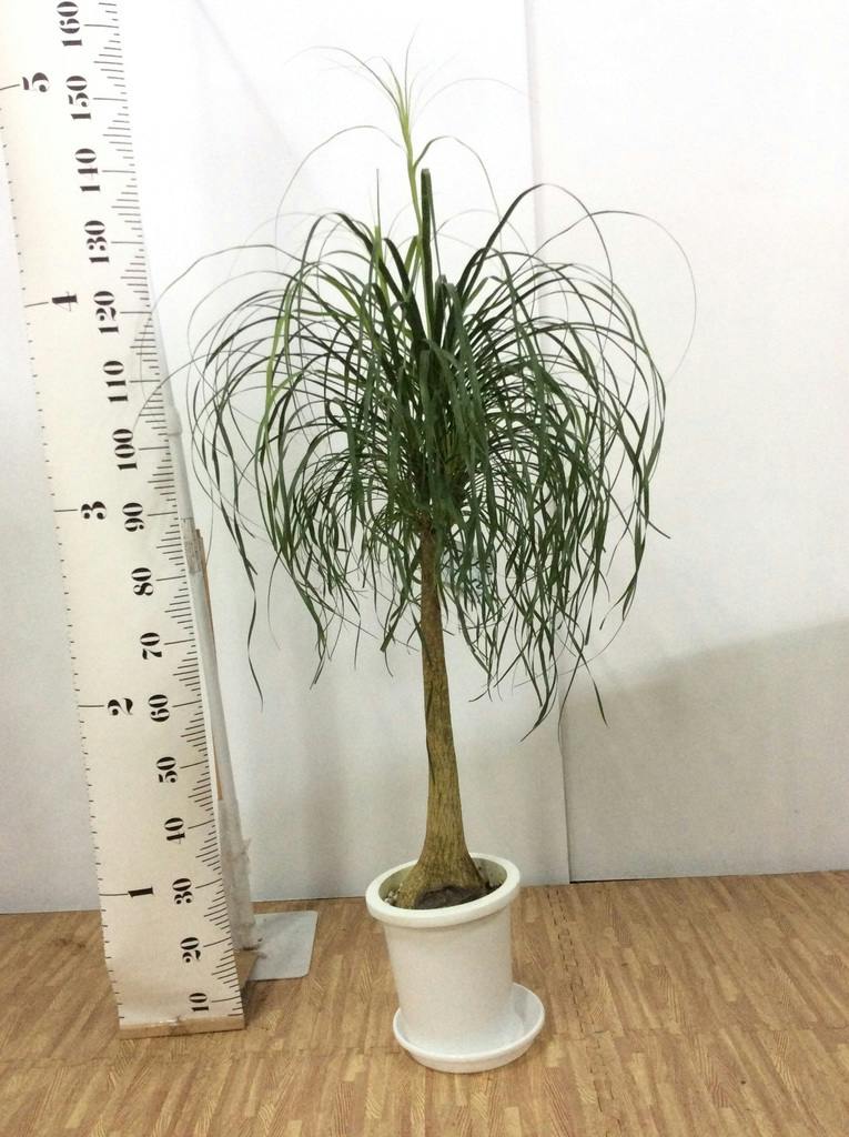 観葉植物 トックリラン ポニーテール 8号 プラスチック鉢 | 観葉植物