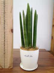 サンスベリア スタッキー 観葉植物通販hitohana ひとはな サンスベリア スタッキー 観葉植物通販hitohana ひとはな
