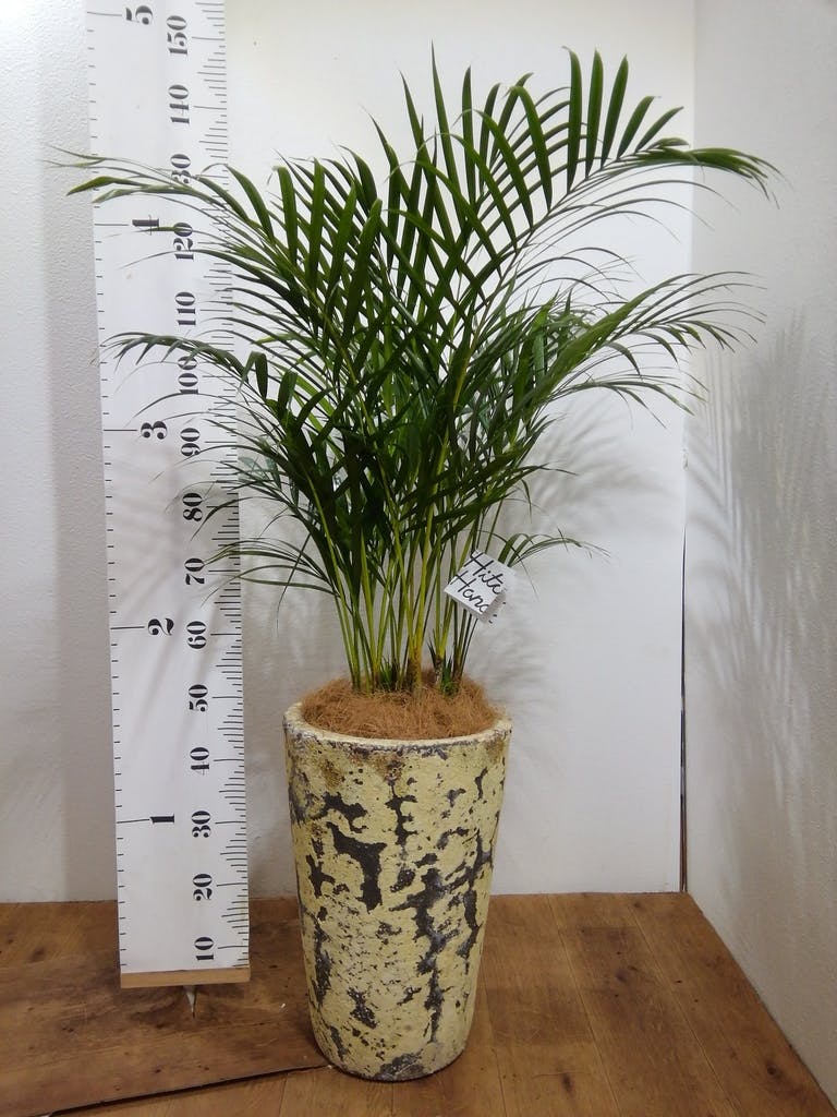 観葉植物 アレカヤシ 8号 プラスチック鉢 | 観葉植物ならHitoHana(ひと