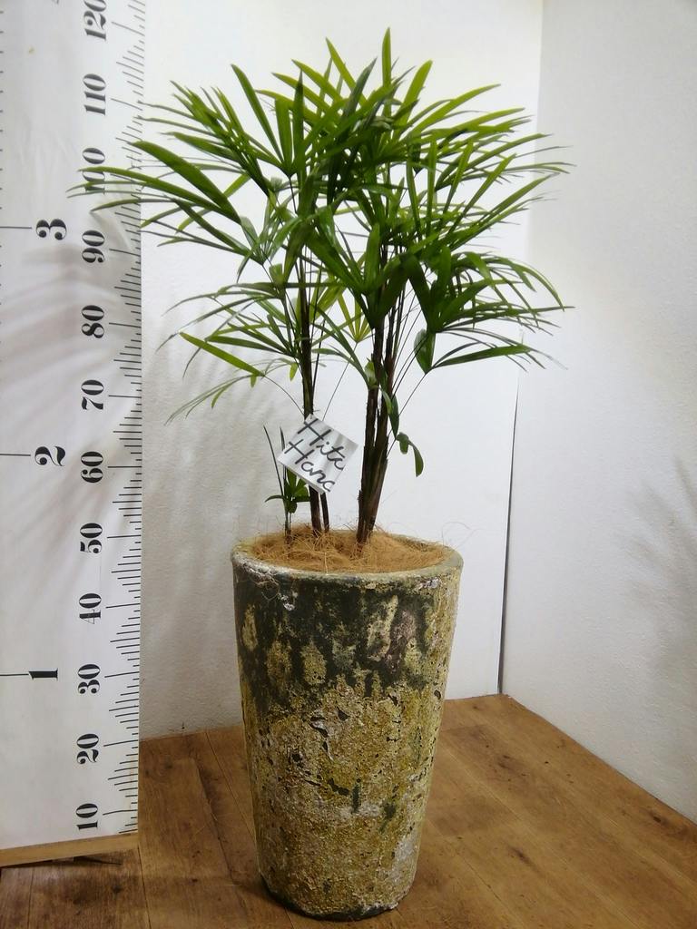 観葉植物 シュロチク（棕櫚竹） 8号 プラスチック鉢 | 観葉植物なら