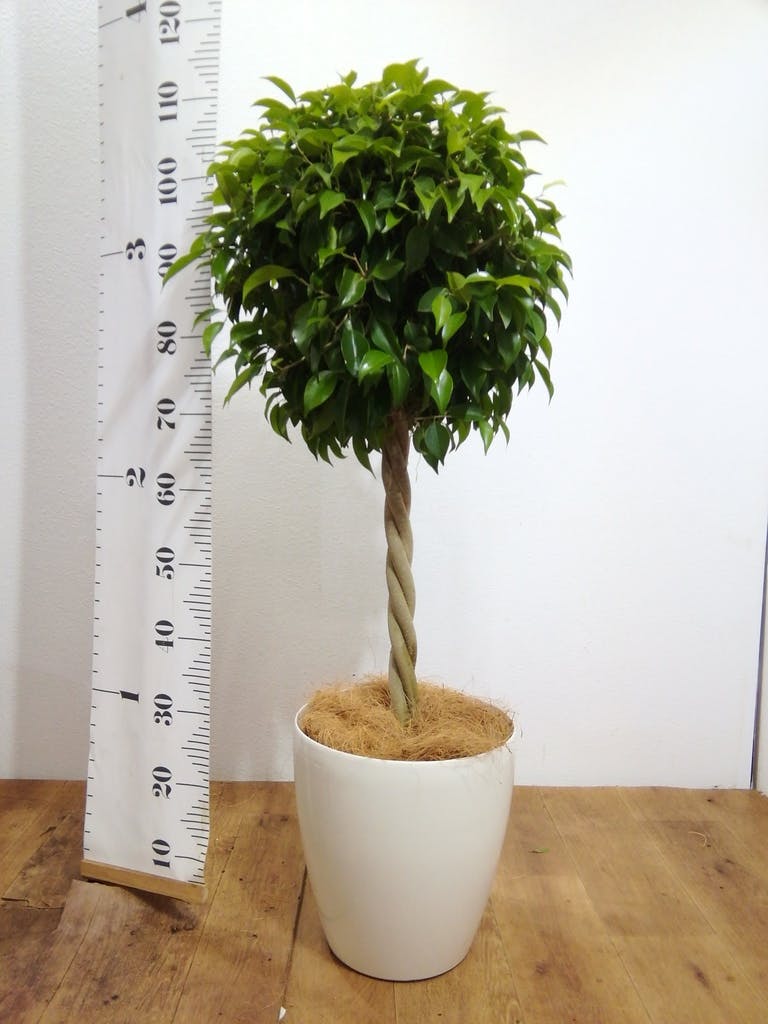 観葉植物 フィカス ベンジャミン 8号 玉造りラスターポット 付き
