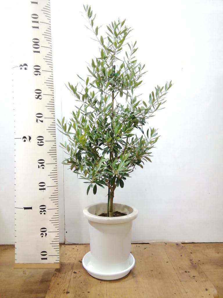 観葉植物 オリーブ 8号 チプレッシーノ プラスチック鉢 | 観葉植物なら