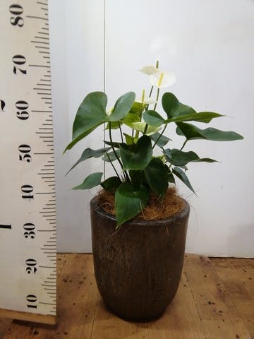 観葉植物 アンスリウム 6号 ホワイト ビトロ ウーヌム コッパー釉 付き
