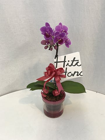 ミニ胡蝶蘭 ピンク 1本立ち アクアポット付き | 胡蝶蘭ならHitoHana