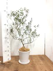 観葉植物 オリーブ 8号 カリフォルニアクイーン サブリナ 白 付き 観葉植物ならhitohana ひとはな 観葉植物 オリーブ 8号 カリフォルニアクイーン サブリナ 白 付き 観葉植物ならhitohana ひとはな