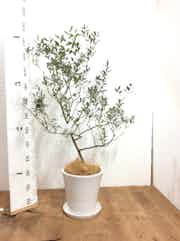 観葉植物 オリーブ 8号 カリフォルニアクイーン サブリナ 白 付き 観葉植物ならhitohana ひとはな