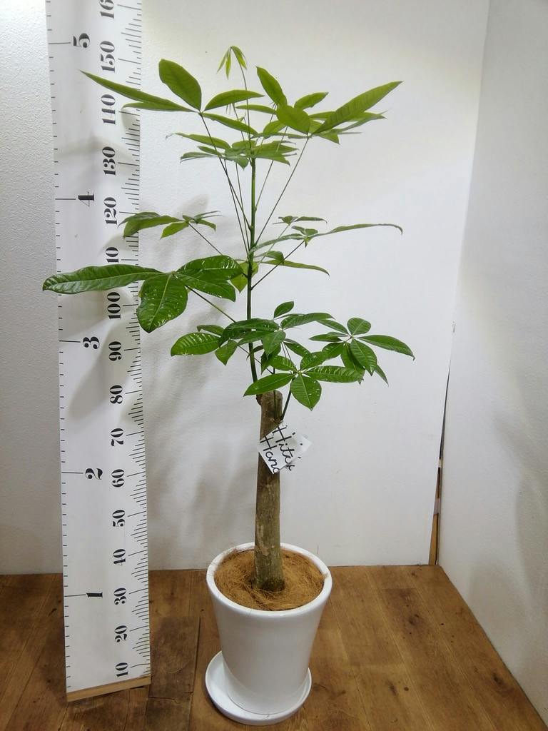 朴パキラ 現品　8号鉢　150センチ 観葉植物 パキラ 8号 朴 プラスチック鉢 | 観葉植物ならHitoHana(ひとはな)