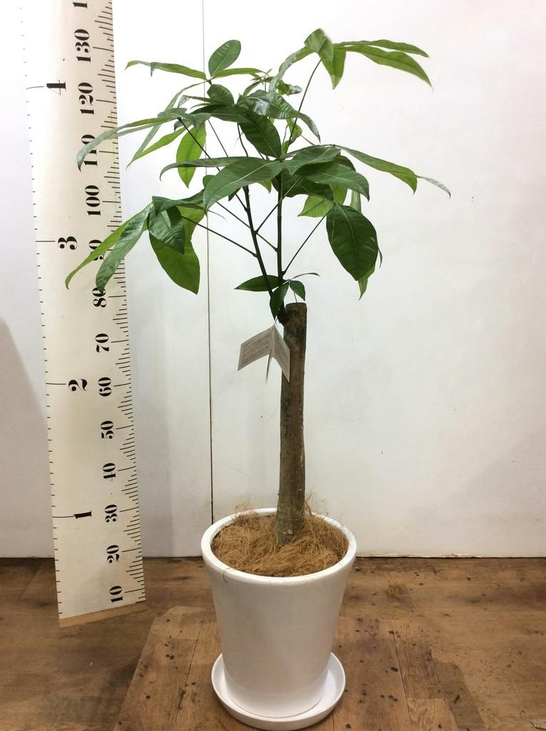 観葉植物 パキラ 8号 朴 プラスチック鉢 | 観葉植物ならHitoHana(ひとはな)