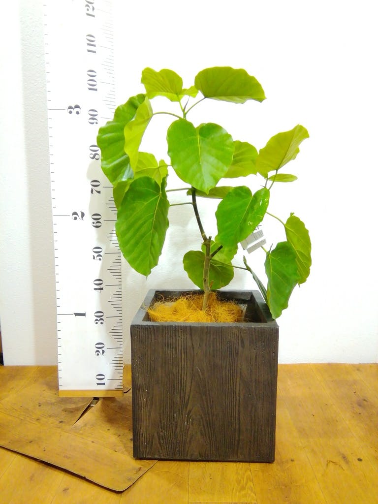 観葉植物 フィカス ウンベラータ 8号 ノーマル ベータ キューブ