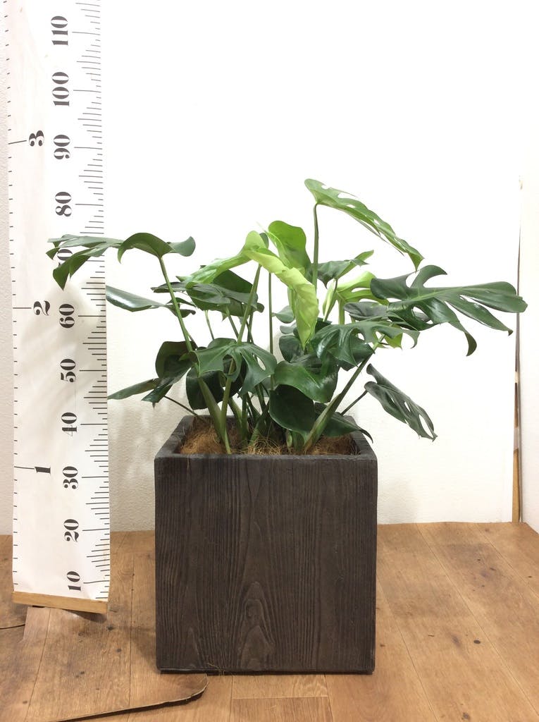観葉植物 モンステラ 8号 ボサ造り ベータ キューブプランター ウッド