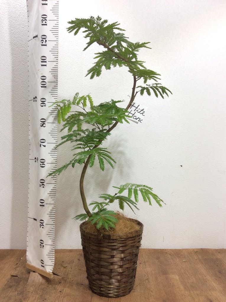 観葉植物 エバーフレッシュ 8号 曲り 竹バスケット 付き | 観葉植物
