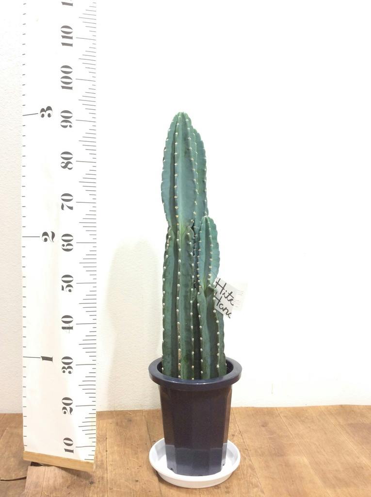 観葉植物 柱サボテン 8号 プラスチック鉢 | 観葉植物ならHitoHana(ひと