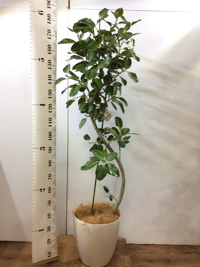 観葉植物 フィカス ベンガレンシス 10号 曲り エコストーンGray 付き
