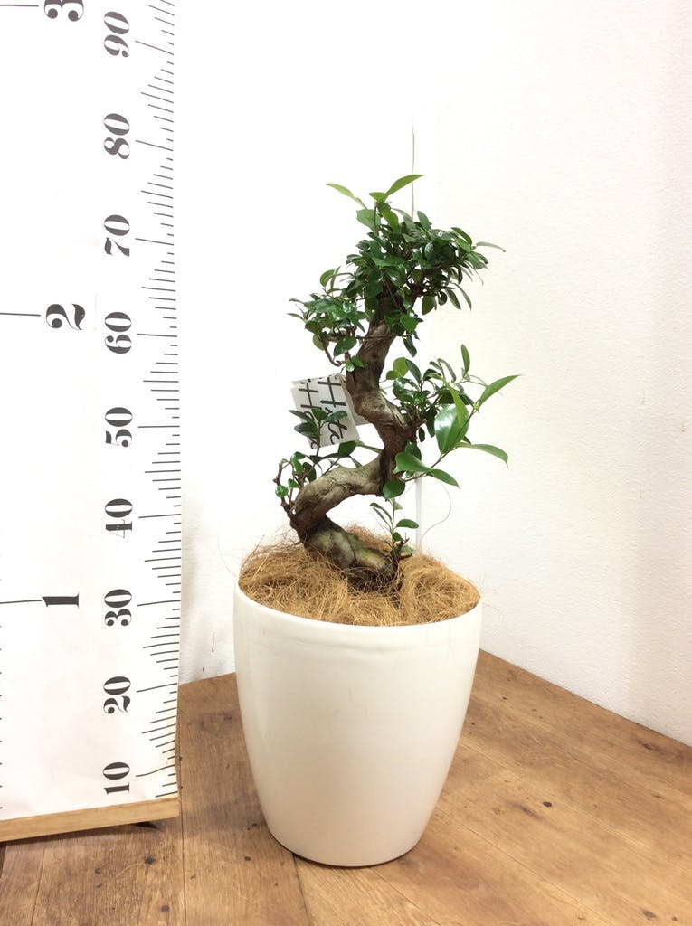 観葉植物 ガジュマル 8号 プラスチック鉢 | 観葉植物なら
