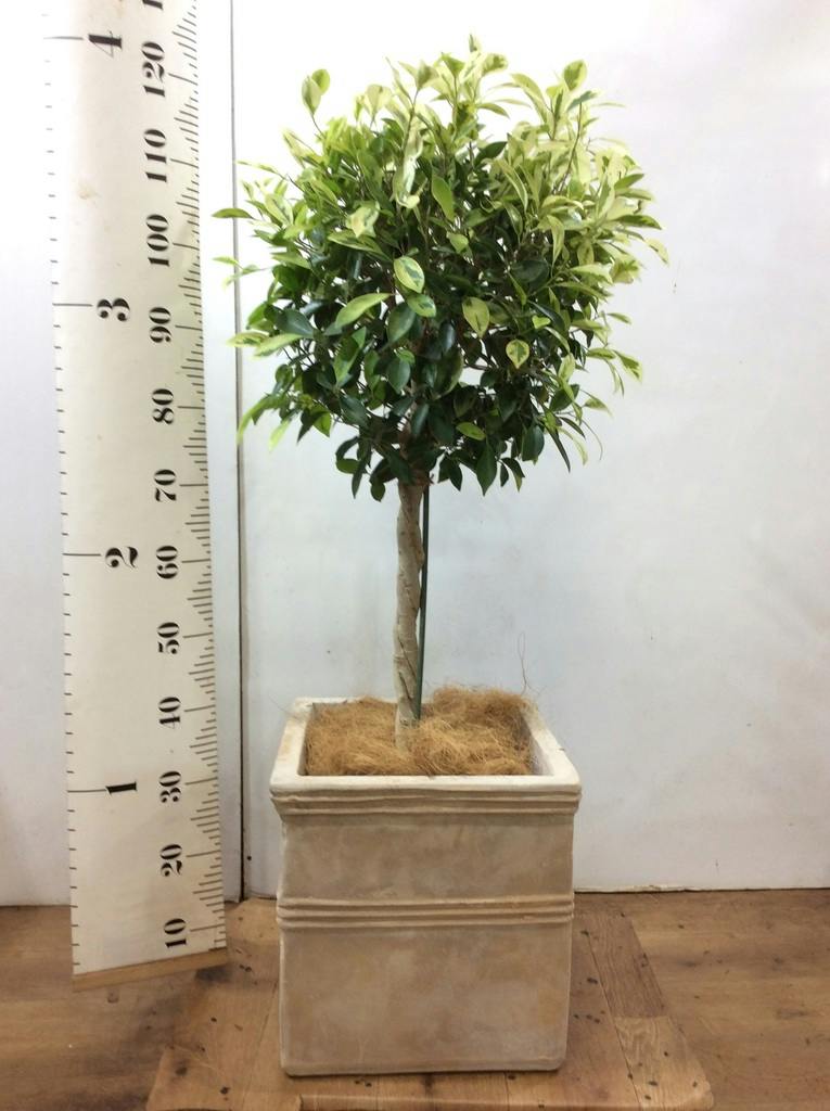 フィカス ベンジャミン ゴールデンスポット | 観葉植物 | 送料無料でお