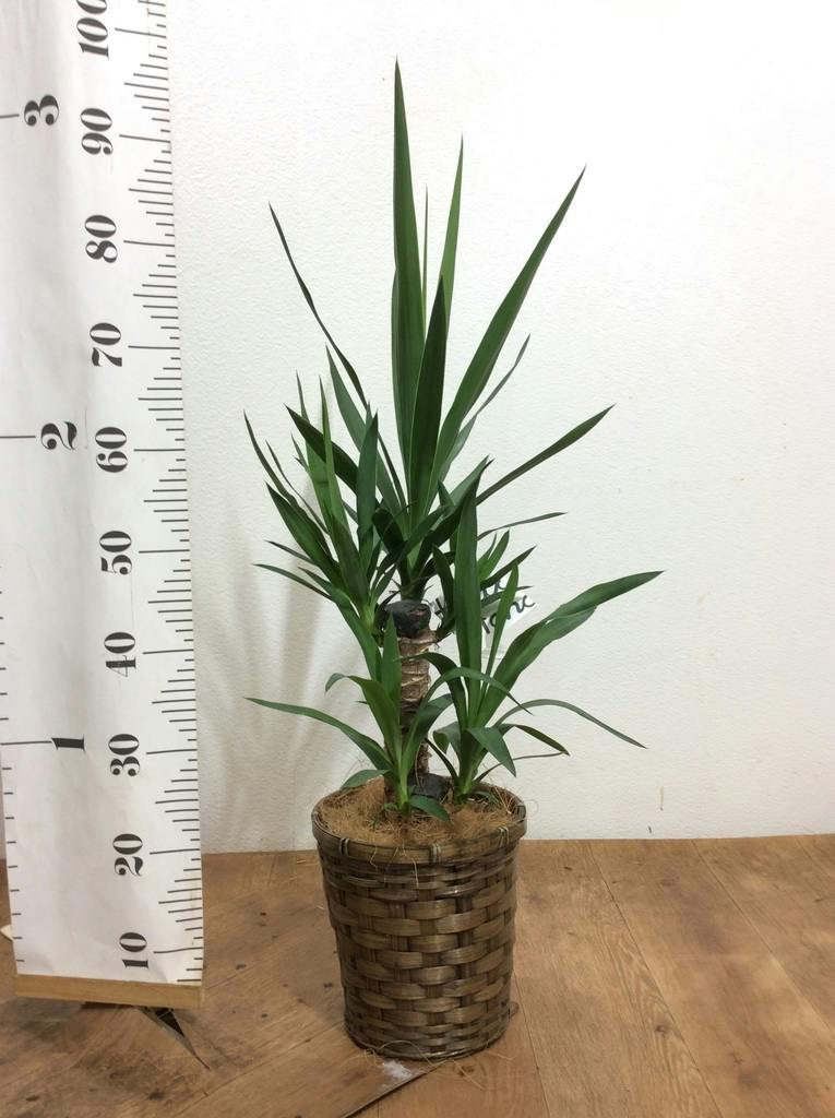 観葉植物 ユッカ 6号 竹バスケット 付き | 観葉植物ならHitoHana(ひとはな)