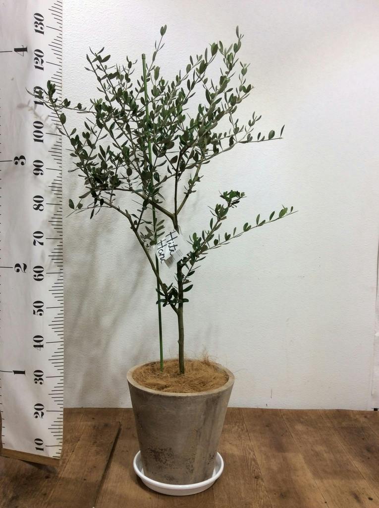 観葉植物 オリーブ 8号 ルッカ プラスチック鉢 | 観葉植物ならHitoHana